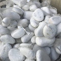 White Cobbles 150-200mm Available in 15kg Net Bags